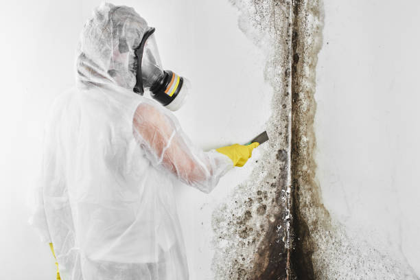 Best Residential Mold Remediation in Daingerfield, TX