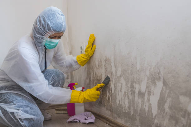 Best DIY Mold Remediation Support Services in Daingerfield, TX