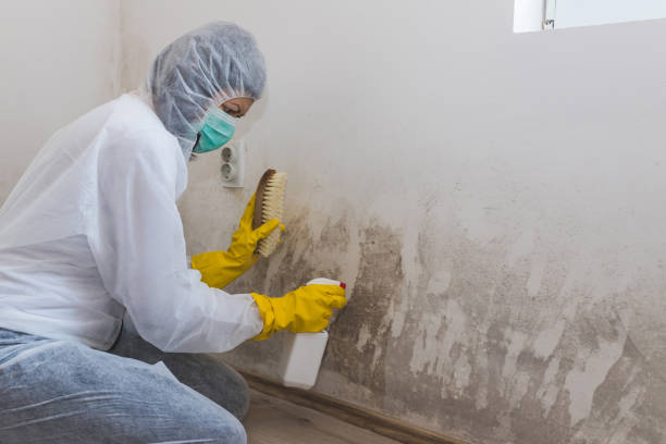 Best Residential Mold Remediation in Daingerfield, TX