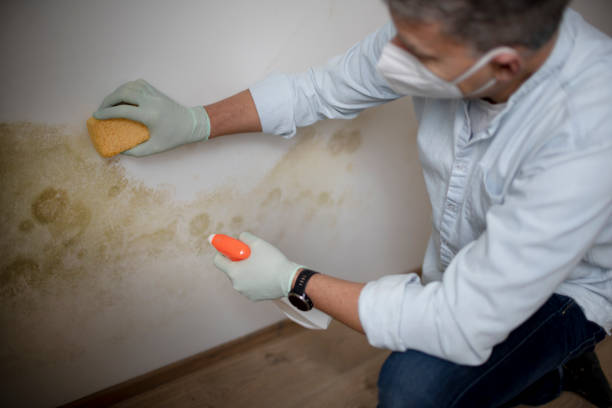 Best Mold Remediation for Schools in Daingerfield, TX