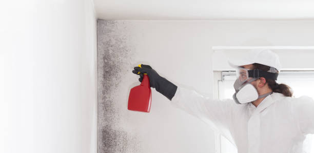 Best Preventive Mold Services in Daingerfield, TX