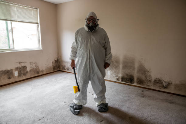 Trusted Daingerfield, TX Mold Remediation Experts
