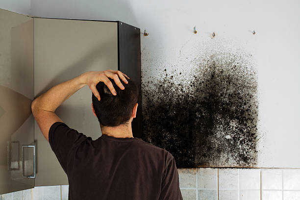 Best Insurance-Related Mold Remediation in Daingerfield, TX
