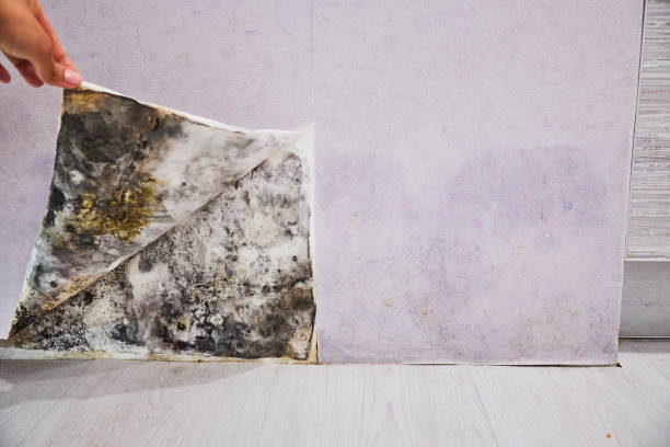 Best Basement Mold Remediation in Daingerfield, TX